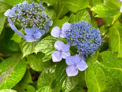 桜神宮(東京都)