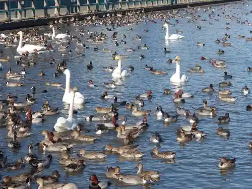 水原八幡宮の動物