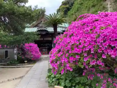 安養院　(田代寺）(神奈川県)