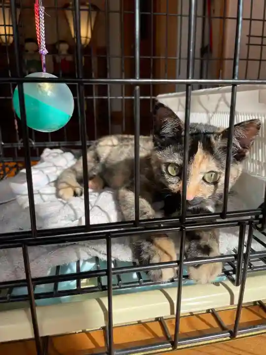 鶴峯八幡宮(千葉県)