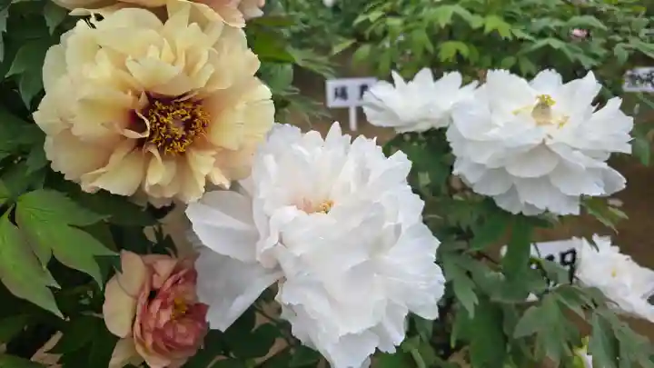 西新井大師総持寺の{uncategorized: "未分類", other: "その他", undefined: "問題あり", building: "その他建物", grave: "お墓", sacred_gate: "鳥居", guardian: "狛犬", statue: "像", buddha: "仏像", history: "歴史", nature: "自然", garden: "庭園", animal: "動物", pagoda: "塔", temizu: "手水舎", mountain_gate: "山門・神門", sanctuary: "本殿・本堂", subordinate: "末社・摂社", art: "芸術", scenery: "景色", jizo: "地蔵", ema: "絵馬", goshuin: "御朱印", omikuji: "おみくじ", items: "授与品その他", amulet: "お守り", goshuincho: "御朱印帳", eats: "食事", festival: "お祭り", votive_dance: "神楽", shichigosan: "七五三参", wedding: "結婚式", experience: "体験その他", initially: "初詣", around: "周辺", anti_infection: "感染症対策"}