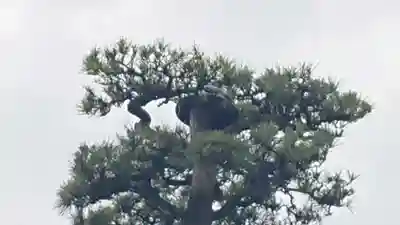 松蔭寺(静岡県)