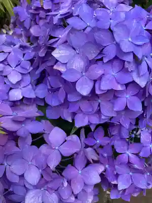 東京大神宮(東京都)