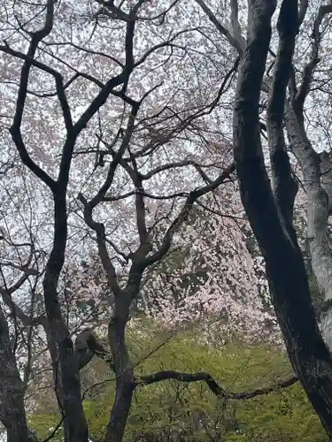 大原野神社の自然