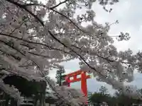平安神宮の自然