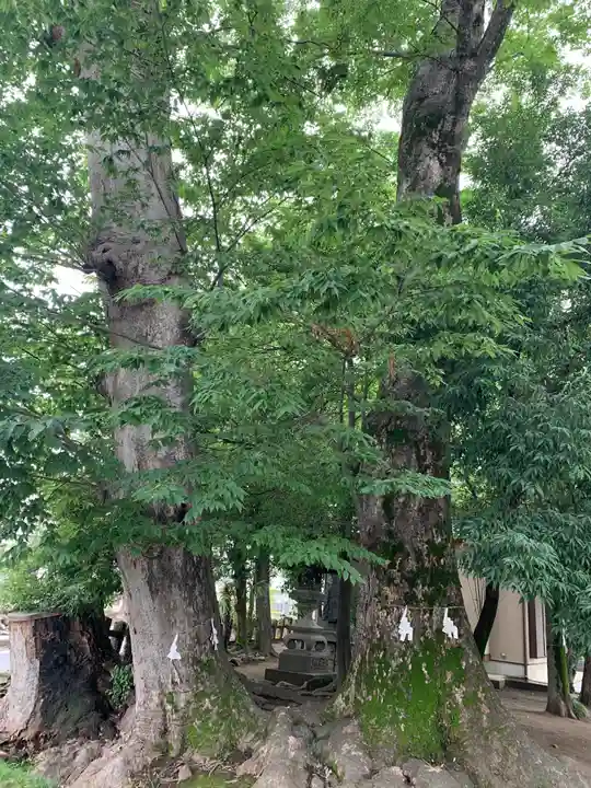 上野総社神社の自然