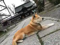 縣神社の動物