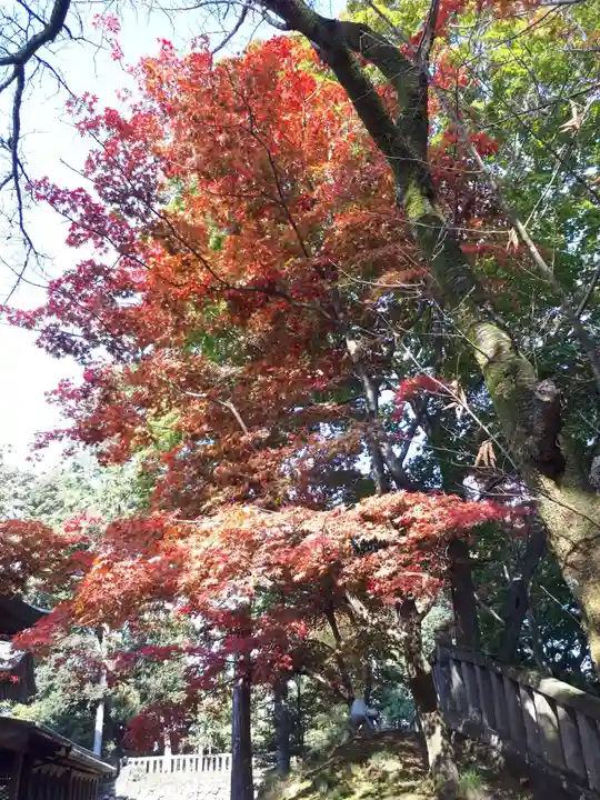 唐澤山神社の自然
