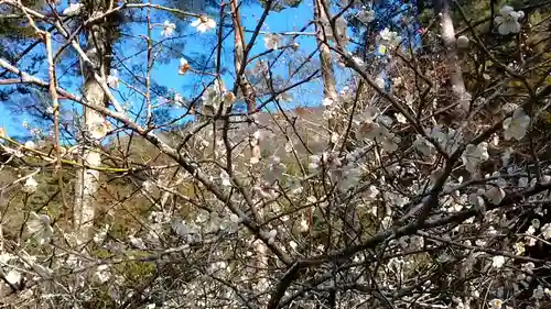 日蓮宗 総本山 塔頭 定林坊(じょうりんぼう)の自然