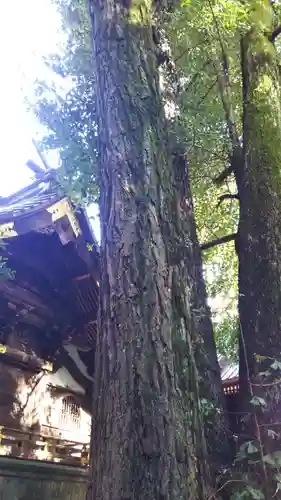 玉敷神社の自然