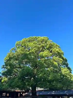 明治神宮(東京都)