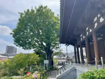 石上寺の{uncategorized: "未分類", other: "その他", undefined: "問題あり", building: "その他建物", grave: "お墓", sacred_gate: "鳥居", guardian: "狛犬", statue: "像", buddha: "仏像", history: "歴史", nature: "自然", garden: "庭園", animal: "動物", pagoda: "塔", temizu: "手水舎", mountain_gate: "山門・神門", sanctuary: "本殿・本堂", subordinate: "末社・摂社", art: "芸術", scenery: "景色", jizo: "地蔵", ema: "絵馬", goshuin: "御朱印", omikuji: "おみくじ", items: "授与品その他", amulet: "お守り", goshuincho: "御朱印帳", eats: "食事", festival: "お祭り", votive_dance: "神楽", shichigosan: "七五三参", wedding: "結婚式", experience: "体験その他", initially: "初詣", around: "周辺", anti_infection: "感染症対策"}