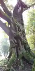 大杉神社の自然