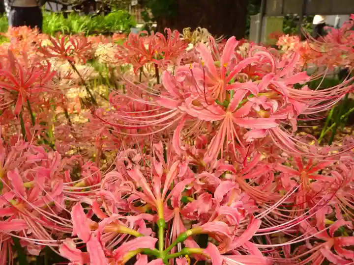 横浜 西方寺の自然