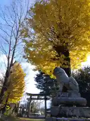 大處神社の狛犬