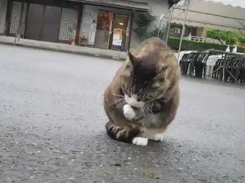 御誕生寺（猫寺）(福井県)
