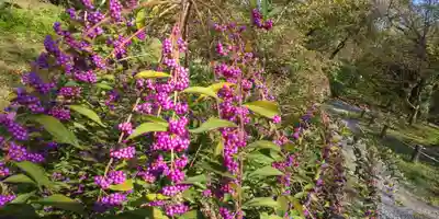 平野神社(京都府)