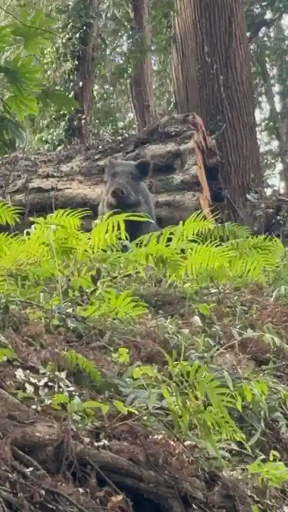 日吉神社の{uncategorized: "未分類", other: "その他", undefined: "問題あり", building: "その他建物", grave: "お墓", sacred_gate: "鳥居", guardian: "狛犬", statue: "像", buddha: "仏像", history: "歴史", nature: "自然", garden: "庭園", animal: "動物", pagoda: "塔", temizu: "手水舎", mountain_gate: "山門・神門", sanctuary: "本殿・本堂", subordinate: "末社・摂社", art: "芸術", scenery: "景色", jizo: "地蔵", ema: "絵馬", goshuin: "御朱印", omikuji: "おみくじ", items: "授与品その他", amulet: "お守り", goshuincho: "御朱印帳", eats: "食事", festival: "お祭り", votive_dance: "神楽", shichigosan: "七五三参", wedding: "結婚式", experience: "体験その他", initially: "初詣", around: "周辺", anti_infection: "感染症対策"}
