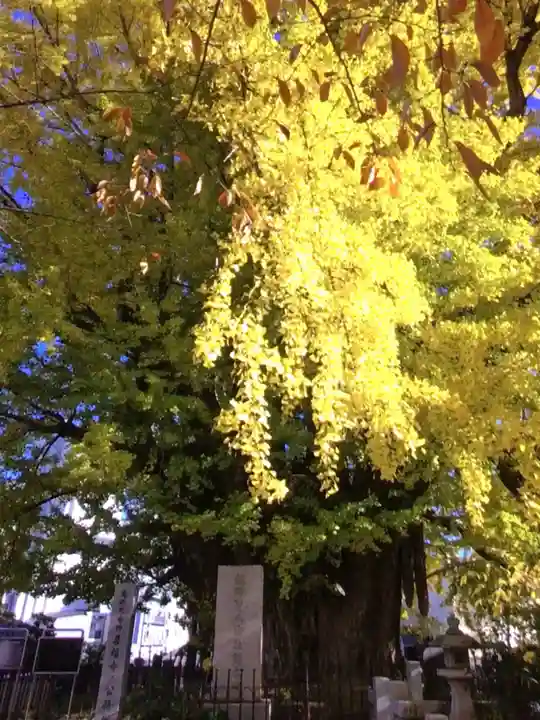 善福寺(東京都)