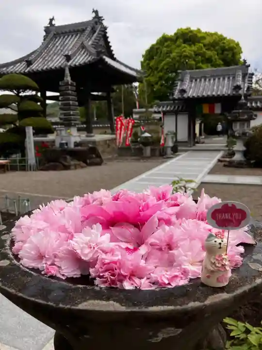 真言宗 善通寺派 薬王寺の{uncategorized: "未分類", other: "その他", undefined: "問題あり", building: "その他建物", grave: "お墓", sacred_gate: "鳥居", guardian: "狛犬", statue: "像", buddha: "仏像", history: "歴史", nature: "自然", garden: "庭園", animal: "動物", pagoda: "塔", temizu: "手水舎", mountain_gate: "山門・神門", sanctuary: "本殿・本堂", subordinate: "末社・摂社", art: "芸術", scenery: "景色", jizo: "地蔵", ema: "絵馬", goshuin: "御朱印", omikuji: "おみくじ", items: "授与品その他", amulet: "お守り", goshuincho: "御朱印帳", eats: "食事", festival: "お祭り", votive_dance: "神楽", shichigosan: "七五三参", wedding: "結婚式", experience: "体験その他", initially: "初詣", around: "周辺", anti_infection: "感染症対策"}