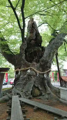 秩父今宮神社の自然