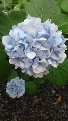 田無神社(東京都)