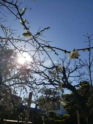 鳩森八幡神社の自然