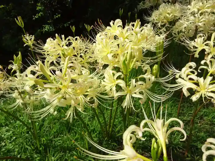 横浜 西方寺の自然