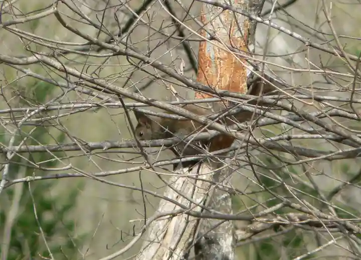留辺蘂神社の動物