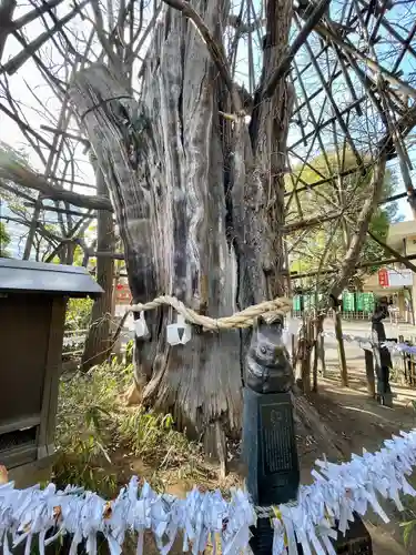 稲毛神社の自然