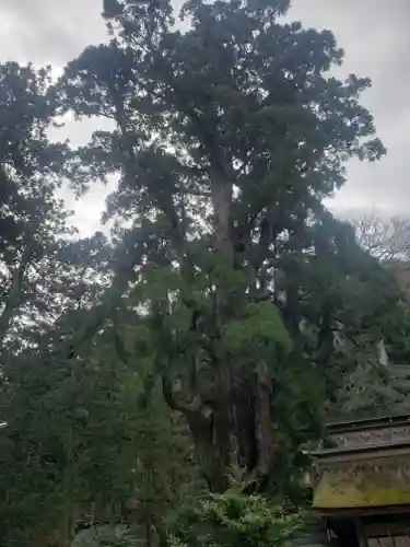 若狭姫神社（若狭彦神社下社）(福井県)