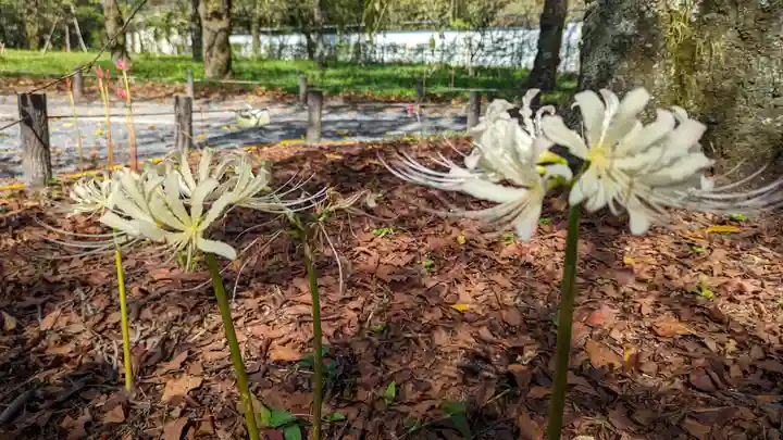 平野神社(京都府)