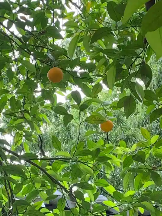 子安観音(福厳寺)の自然