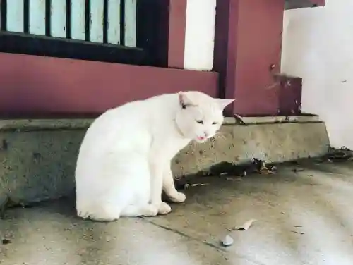 今戸神社(東京都)