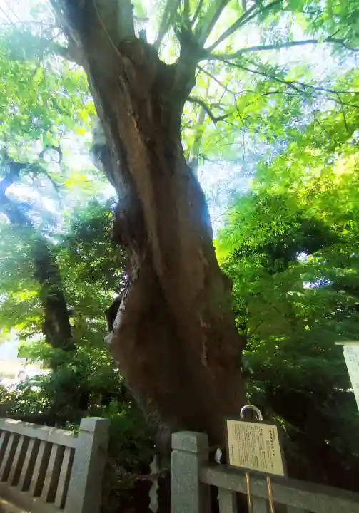 青渭神社の{uncategorized: "未分類", other: "その他", undefined: "問題あり", building: "その他建物", grave: "お墓", sacred_gate: "鳥居", guardian: "狛犬", statue: "像", buddha: "仏像", history: "歴史", nature: "自然", garden: "庭園", animal: "動物", pagoda: "塔", temizu: "手水舎", mountain_gate: "山門・神門", sanctuary: "本殿・本堂", subordinate: "末社・摂社", art: "芸術", scenery: "景色", jizo: "地蔵", ema: "絵馬", goshuin: "御朱印", omikuji: "おみくじ", items: "授与品その他", amulet: "お守り", goshuincho: "御朱印帳", eats: "食事", festival: "お祭り", votive_dance: "神楽", shichigosan: "七五三参", wedding: "結婚式", experience: "体験その他", initially: "初詣", around: "周辺", anti_infection: "感染症対策"}