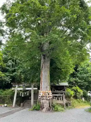 八雲神社(緑町)(栃木県)