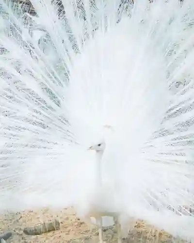 進雄神社(群馬県)