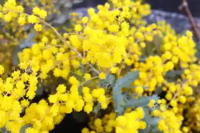 三津厳島神社の手水舎