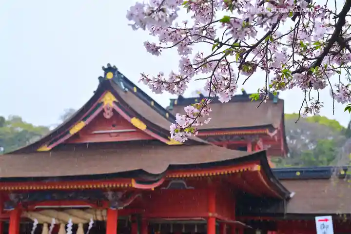 富士山本宮浅間大社(静岡県)