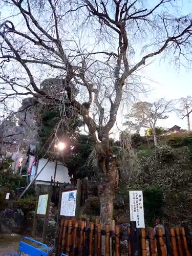 音楽寺(埼玉県)