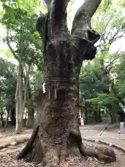 生田神社の自然