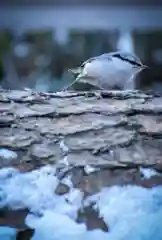 北海道神宮の動物