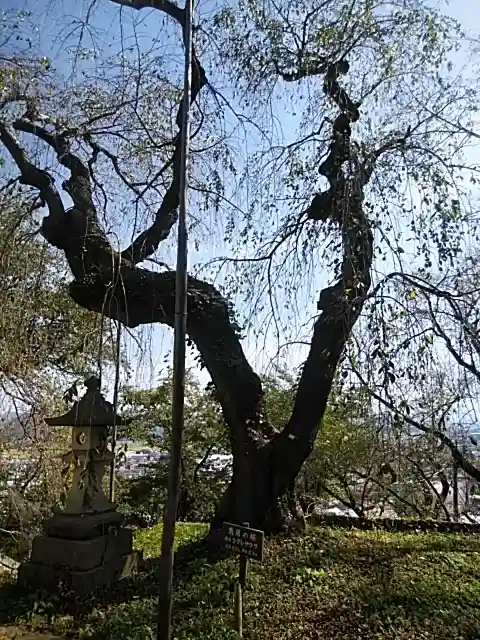 烏帽子山八幡宮の自然