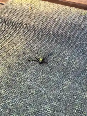 岸町浅間神社の動物