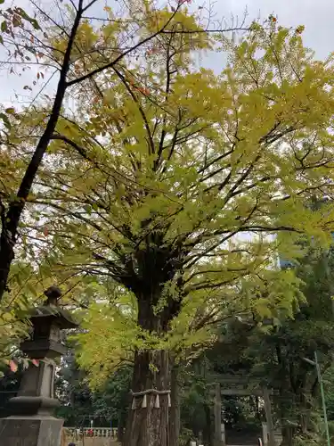 赤坂氷川神社の自然