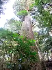 伊勢神宮外宮（豊受大神宮）の自然