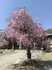 大光院 新田寺の自然