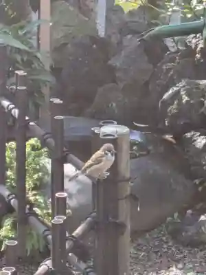 江島杉山神社(東京都)