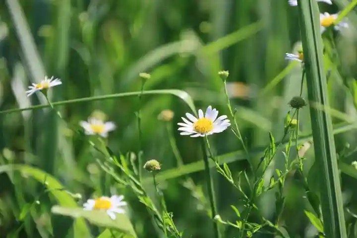 鹿島大神宮の自然