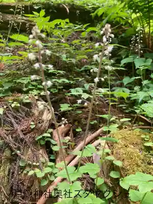 戸隠神社九頭龍社(長野県)